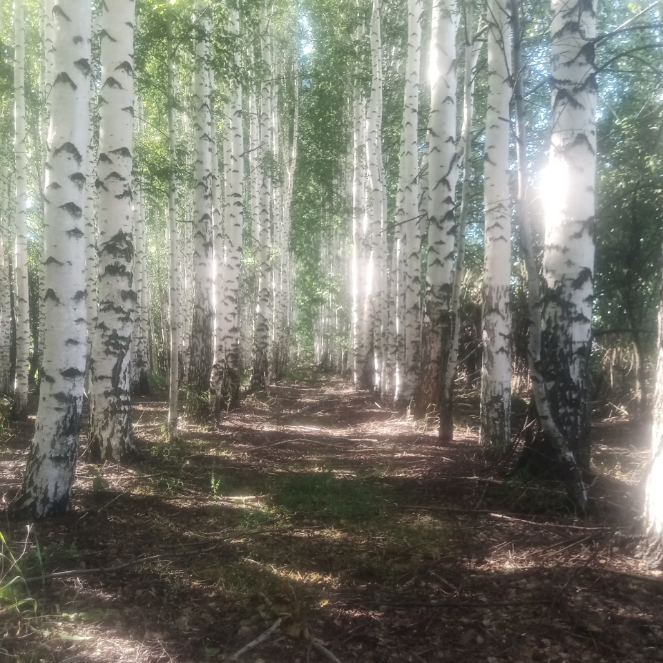 Обои 2026-08-09 №86156