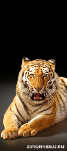 Обои 2026-03-14 №81204