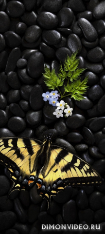 Обои 2026-03-21 №81536