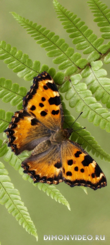 Обои 2026-03-21 №81540