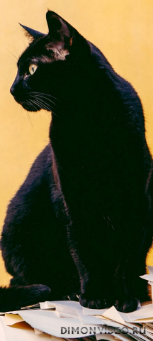 Обои 2026-04-24 №83013