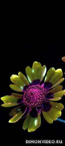 Обои 2026-04-17 №82729