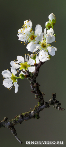 Обои 2026-02-22 №80379