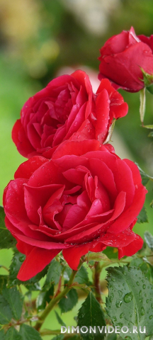 Обои 2026-03-03 №80763