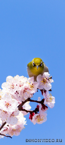 Обои 2026-04-17 №82726