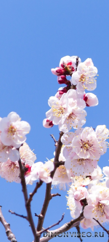 Обои 2026-04-17 №82727