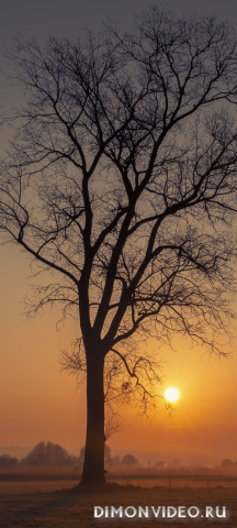 Обои 2026-04-28 №83169