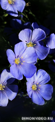 Обои 2026-02-22 №80383