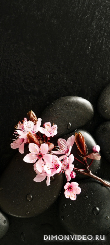 Обои 2026-02-22 №80382