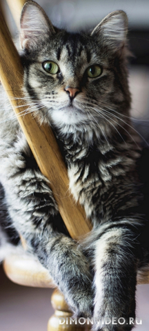 Обои 2026-04-24 №83014