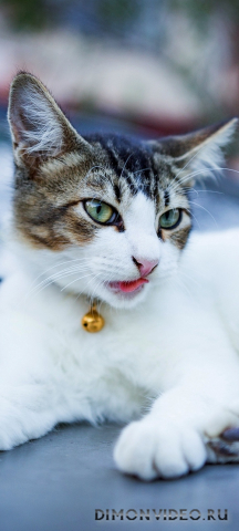 Обои 2026-04-24 №83011