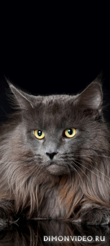 Обои 2026-02-01 №79591