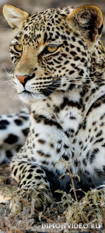 Обои 2026-10-17 №86769
