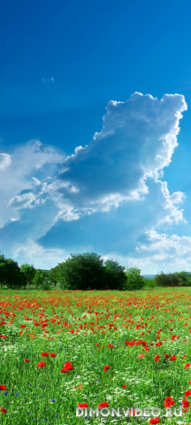 Обои 2026-03-11 №81092