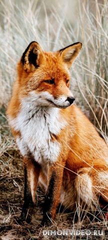 Обои 2026-03-23 №81646