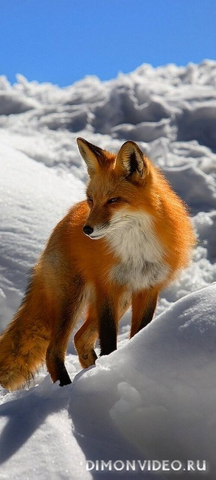 Обои 2026-03-23 №81645