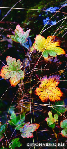 Обои 2026-04-10 №82430