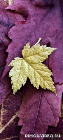 Обои 2026-04-10 №82429