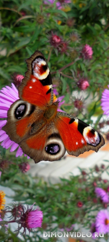 Обои 2026-03-21 №81539