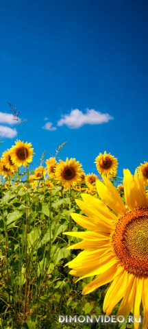 Обои 2026-03-26 №81760