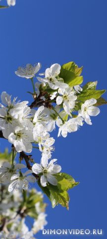 Обои 2026-02-22 №80381