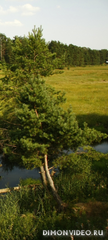 Обои 2025-07-05 №63236