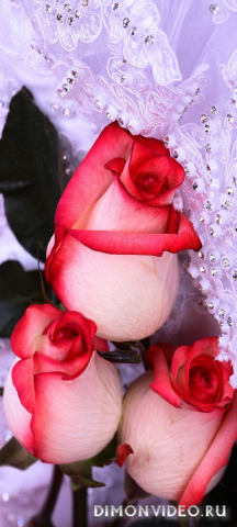 Обои 2026-03-03 №80762