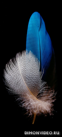 Обои 2026-03-15 №81259