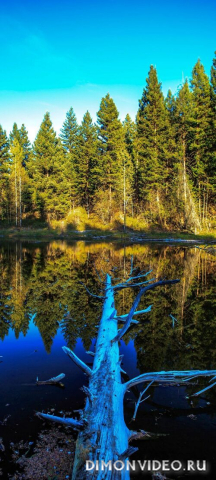 Обои 2026-03-22 №81577