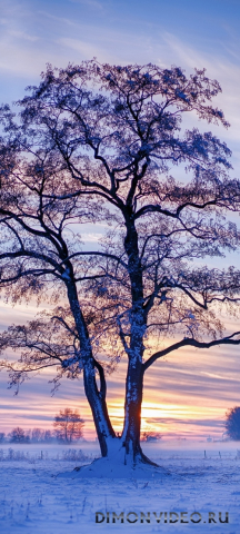 Обои 2026-04-28 №83166