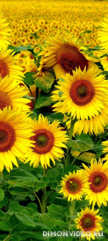 Обои 2026-03-26 №81761