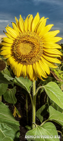 Обои 2026-04-17 №82725