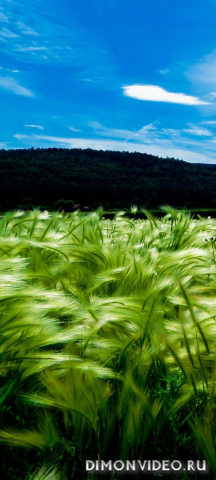 Обои 2026-01-18 №79561