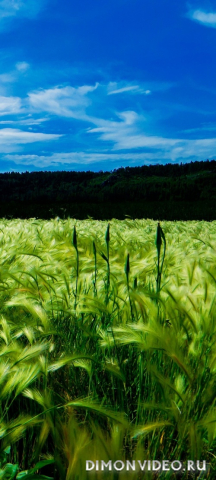 Обои 2026-01-18 №79560