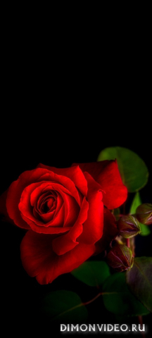 Обои 2026-03-06 №80862