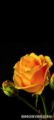 Обои 2026-03-06 №80861