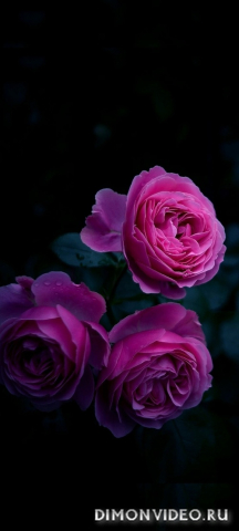 Обои 2026-03-03 №80759