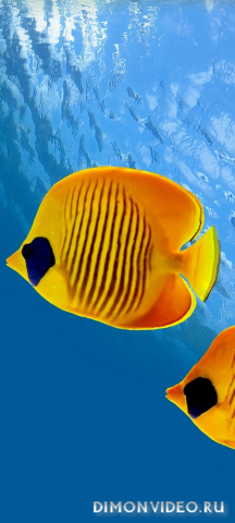 Обои 2026-06-03 №84725