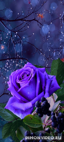 Обои 2026-03-06 №80856