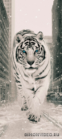 Обои 2026-03-25 №81722