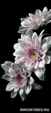 Обои 2026-03-06 №80859