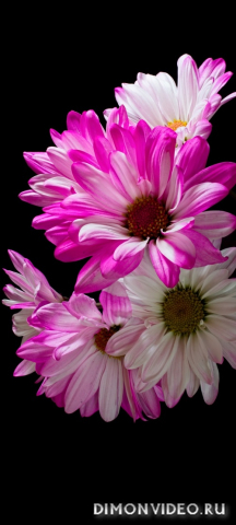 Обои 2026-03-06 №80858