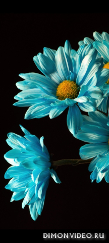 Обои 2026-03-06 №80857