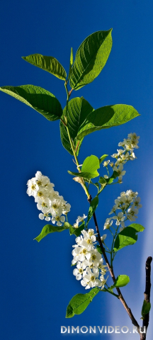 Обои 2026-02-22 №80380