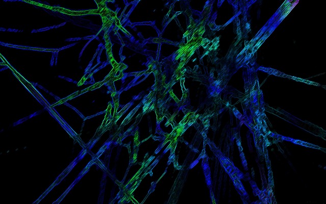 Обои 2024-12-07 №48852