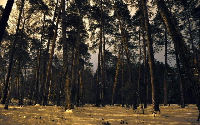 Обои 2025-01-31 №51978