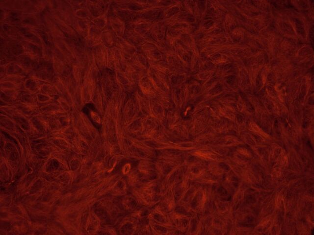 Обои 2025-04-26 №56485