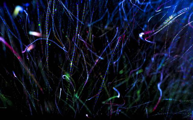 Обои 2025-05-23 №59388