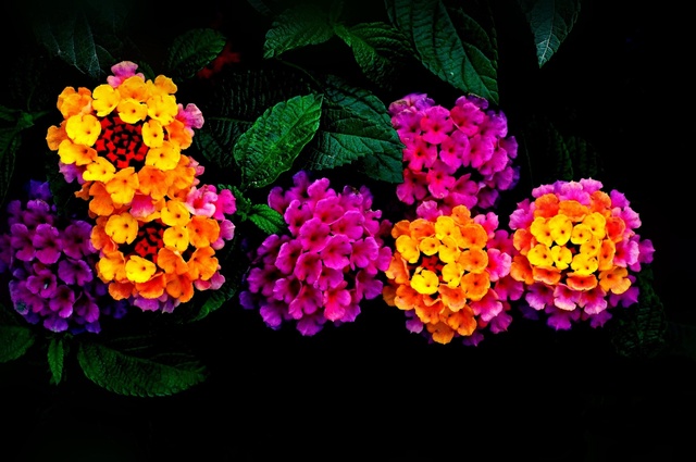 Обои 2025-06-21 №62207