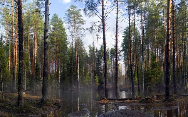Обои 2025-09-03 №68797